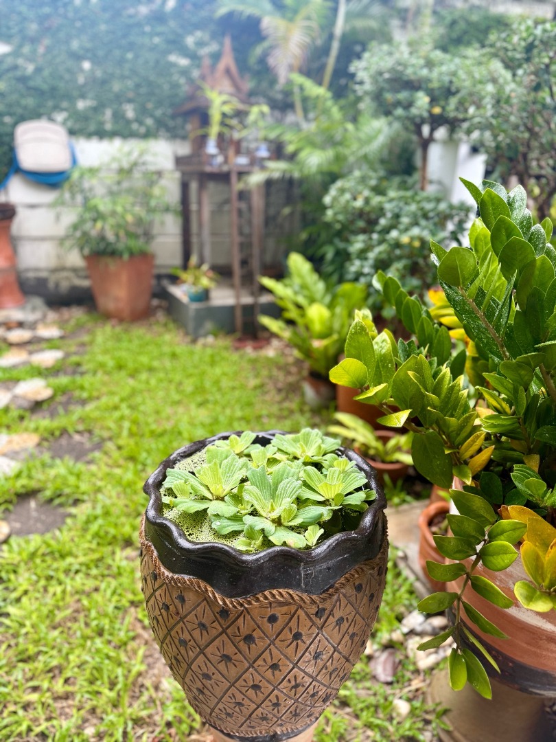 6906-075 ให้เช่า ทาวน์โฮม 3 ชั้น หลังมุม อ่อนนุช-ศรีนครินทร์ ทาวน์ อเวนิว พระราม9